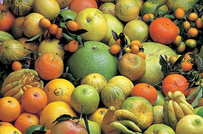 Course Image Estudo de Plantas Medicinais