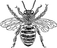 Course Image Entomologia