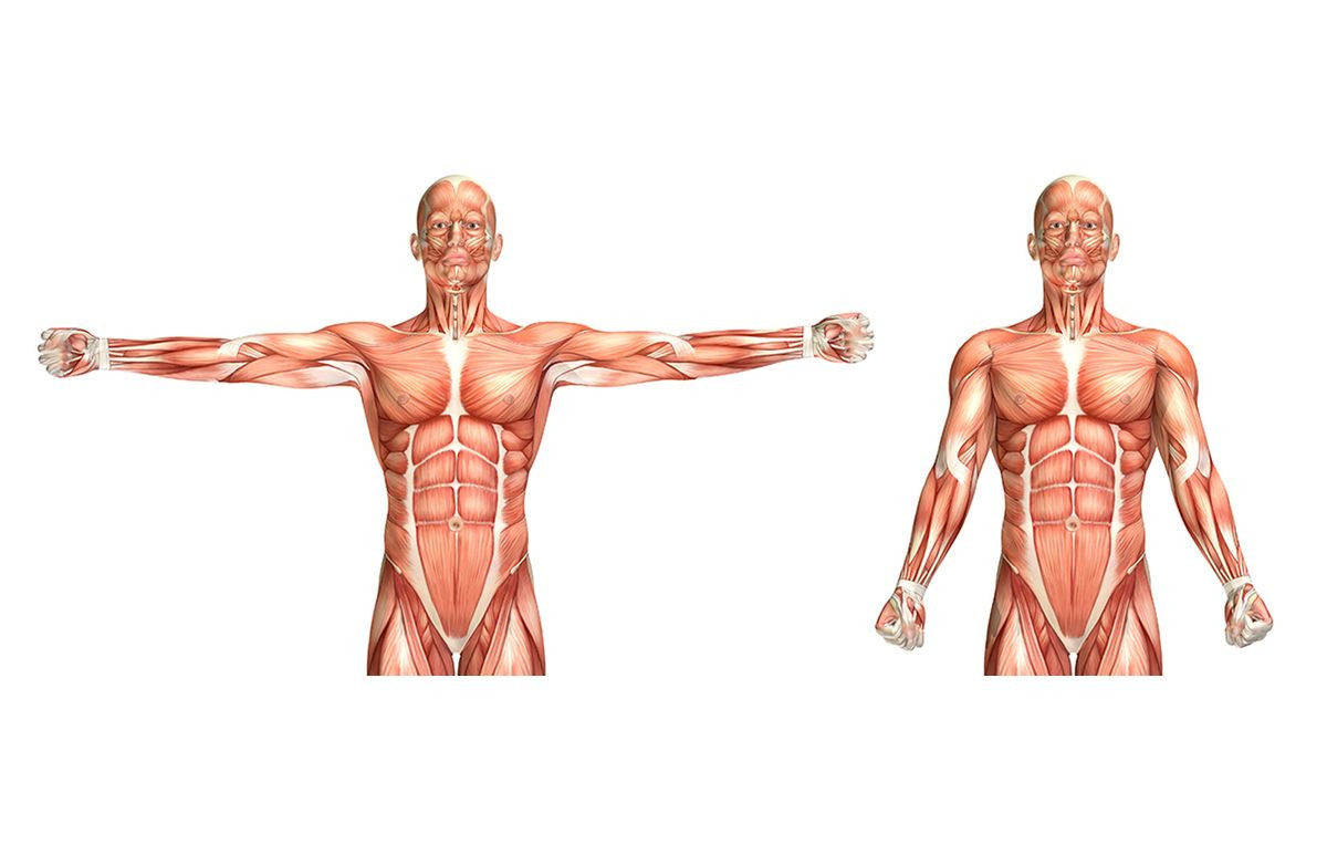 Course Image Fisiologia