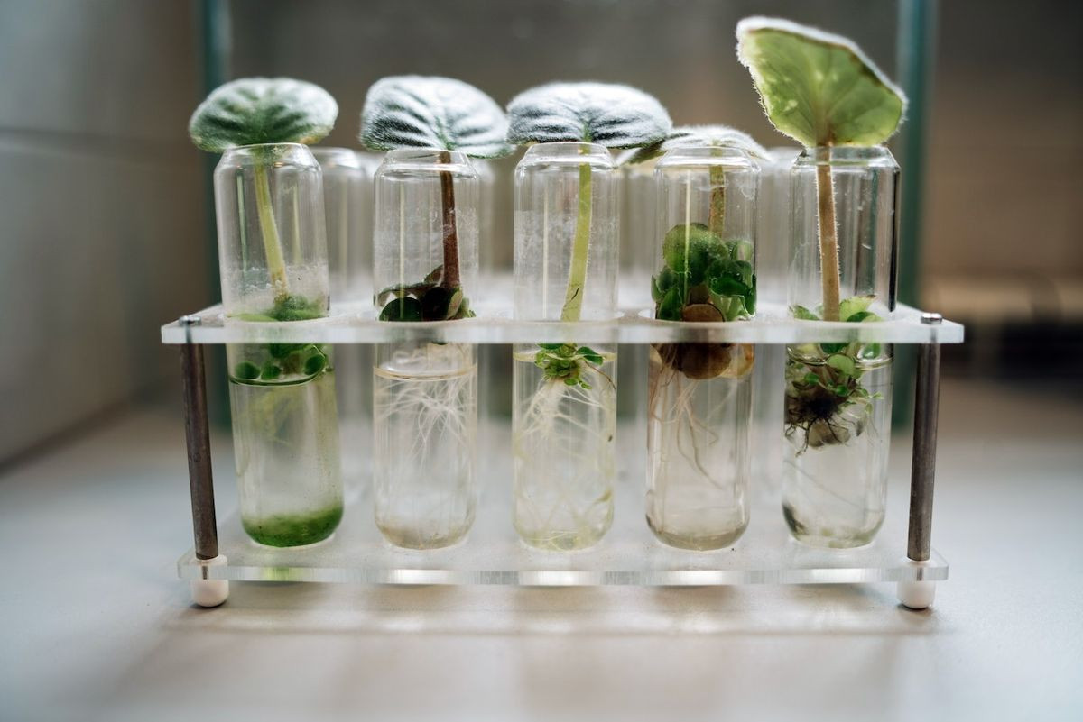 Course Image Biologia