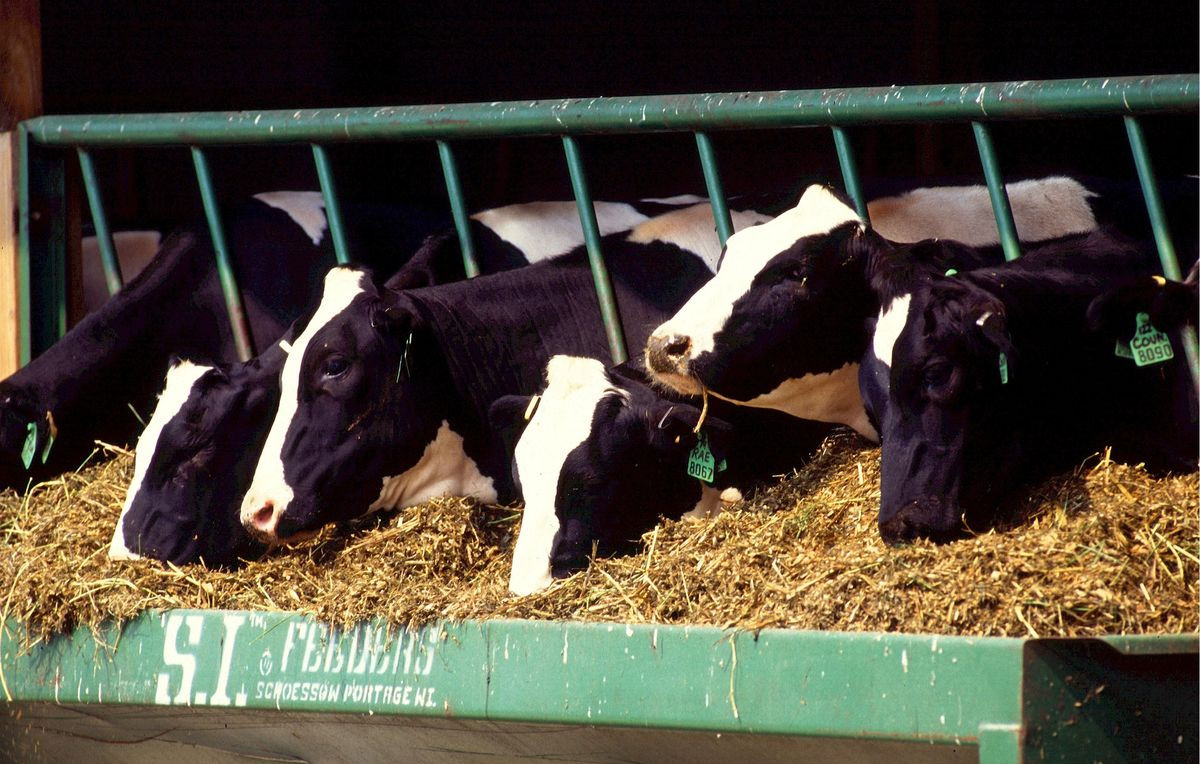 Course Image Introdução a Pecuária