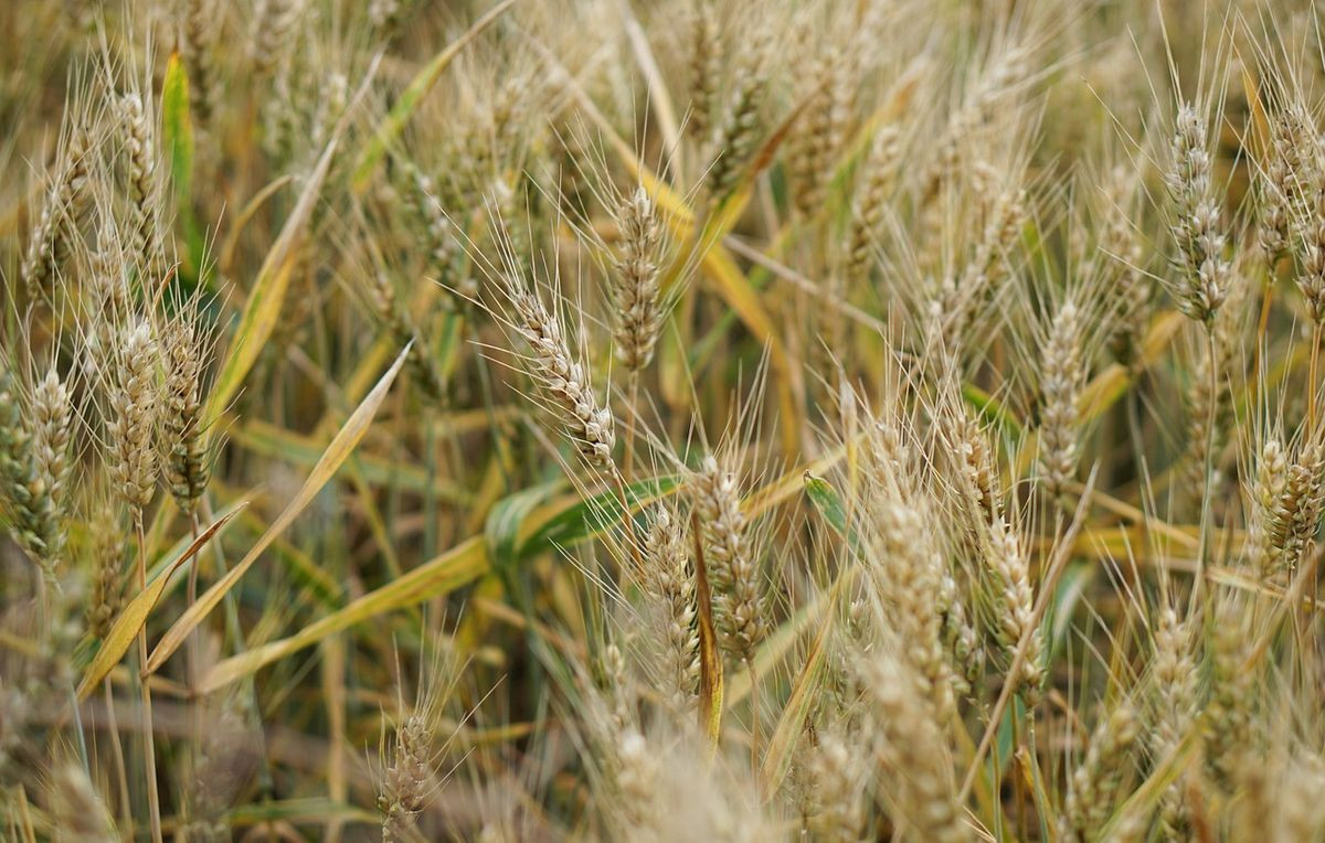 Course Image Culturas Alimentares e Industriais