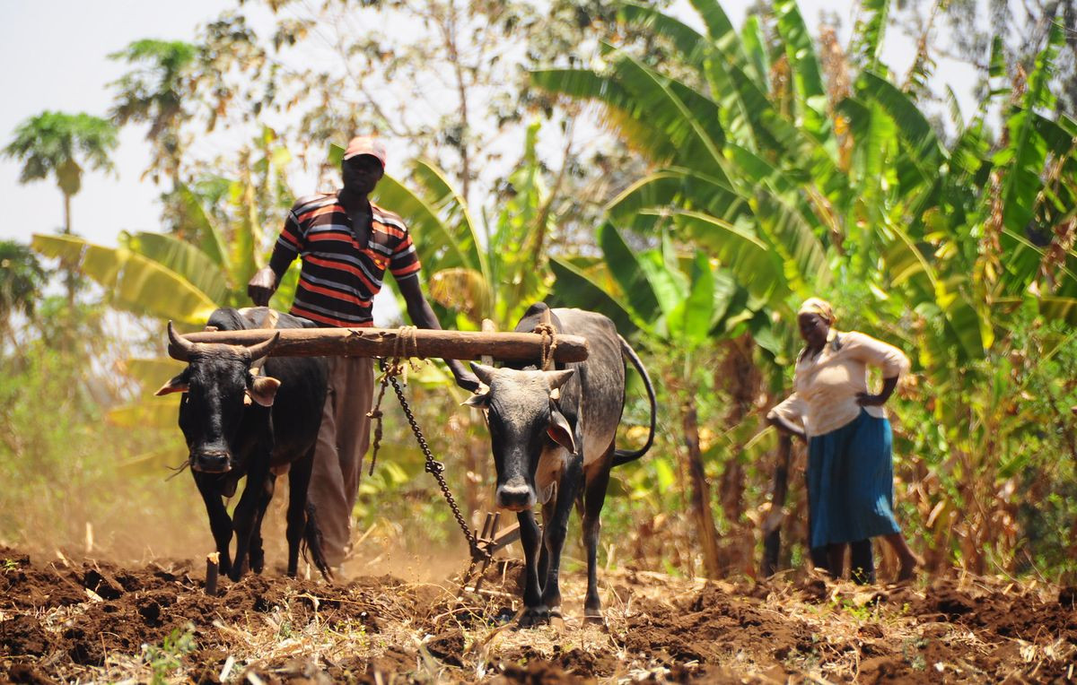 Course Image Extensão Rural